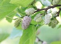 White Mulberry æ¡‘ç™½çš®