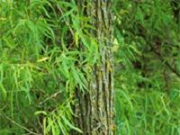 Willow Bark ç™½æŸ³çš®