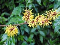 Witch Hazel é‡‘ç¼•æ¢…