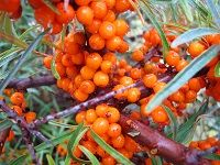 Sea Buckthorn æ²™æ£˜