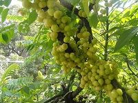 Amla ä½™æŸ‘å­