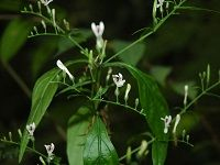Andrographis ç©¿å¿ƒèŽ²