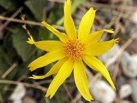 Arnica å±±é‡‘è½¦