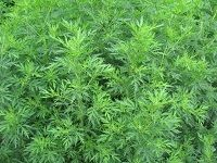 Artemesia é’è’¿