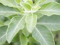 Ashwagandha å—éžé†‰èŒ„