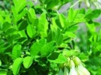 Astragalus é»„èŠª