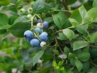 Bilberry è¶Šæ©˜