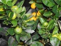 Bitter Orange é…¸æ©™