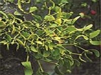 European Mistletoe æ§²å¯„ç”Ÿ