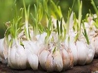 Garlic å¤§è’œ