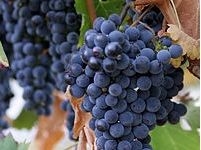 Grape Seed Extract è‘¡è„ç±½