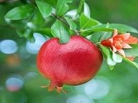 Pomegranate çŸ³æ¦´