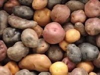African Wild Potato éžæ´²é‡Žç”Ÿé©¬é“ƒè–¯